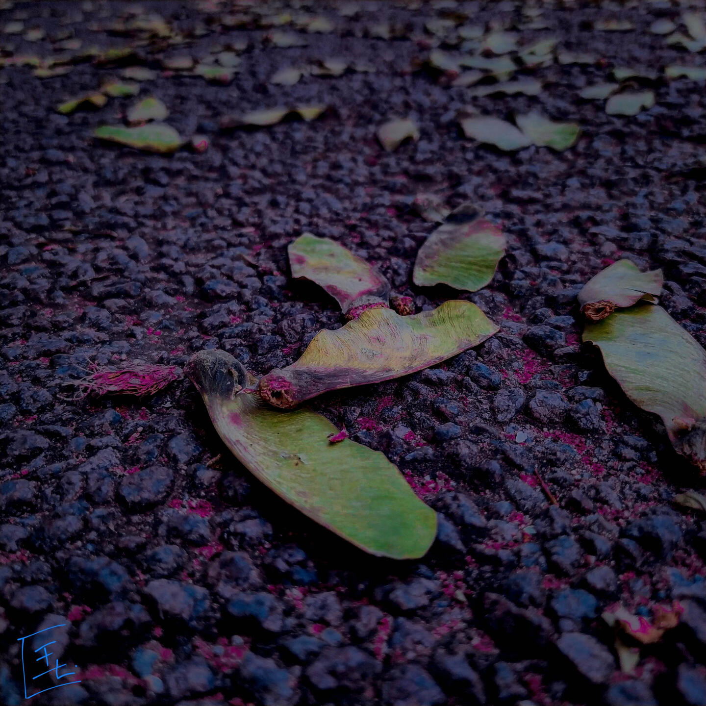 Red leaves, Grey leaves