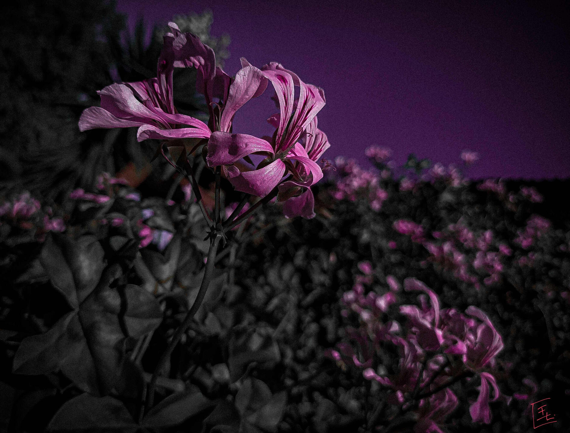 Forlorn