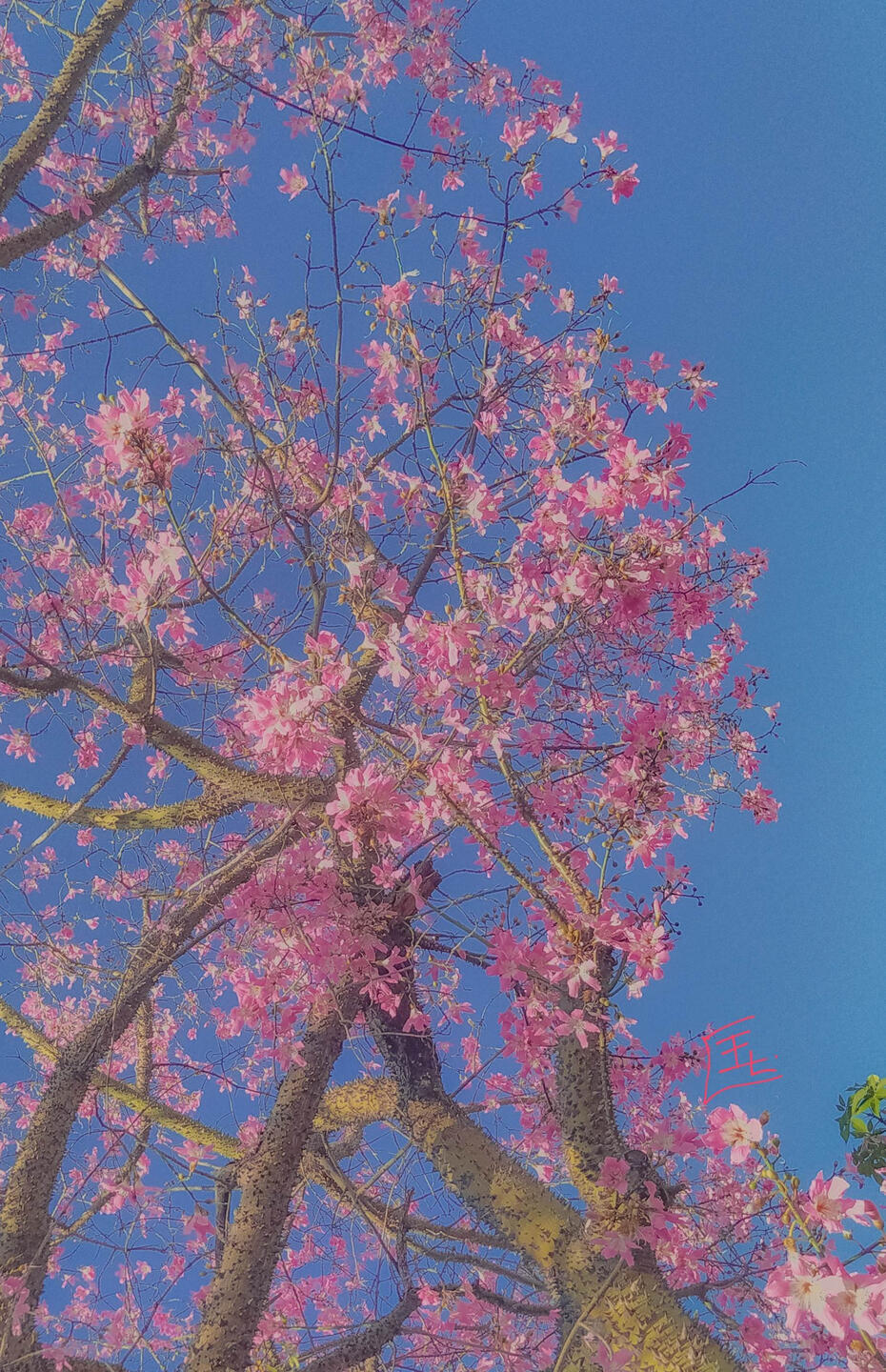 Last Spring